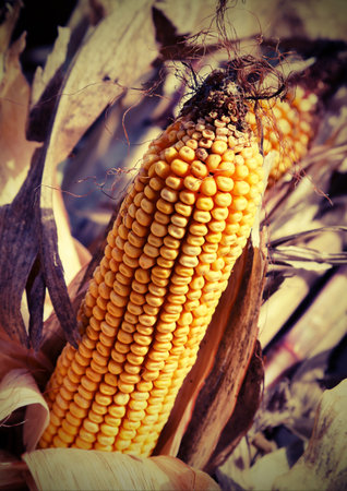 background of cob with yellow seeds and vintage effectの写真素材