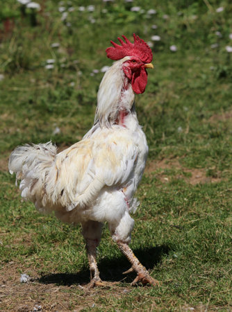 big rooster with long legs and red crest in the henhouseの写真素材