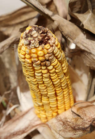 big yellow corn cob with corn seeds ready to be harvested in the cultivated field in autumnの写真素材