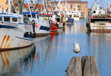 seagull with many fishing boats in the canal with salt waterの写真素材