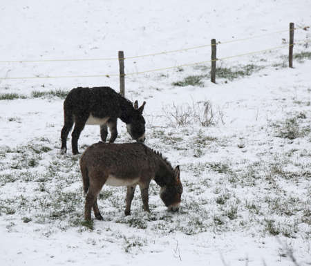 two cold donkeys graze icy grass in winter with snowの写真素材