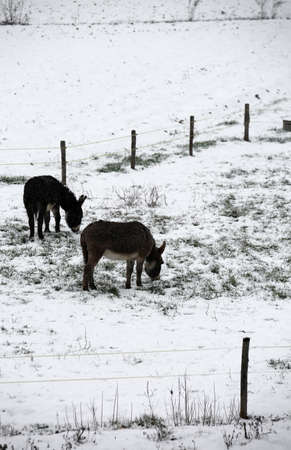two cold donkeys graze icy grass in winter with snowの写真素材