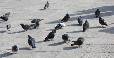 many pigeons in main square of the Venice Island in Italy