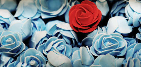 Alone red rose on the many blue rosesの写真素材