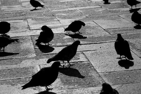 dark pigeons in main square of the city with black and white effectの写真素材