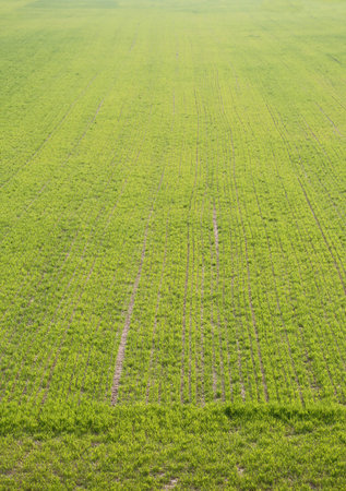 green cultivated field on summer
