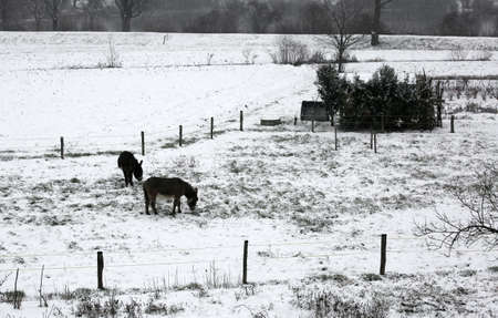 two shivering donkeys graze the little grass that comes out of the snow on the frozen ground in winterの写真素材