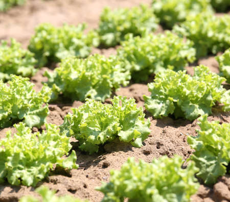 many lettuce plants grown in a fertilized fieldの写真素材