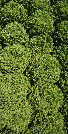 field of a farm with a cultivation of lush green lettuce
