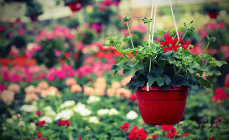 interior of a greenhouse in spring with flowering plants for saleの写真素材