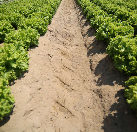field of green lettuce grown in the sand photographed from belowの写真素材