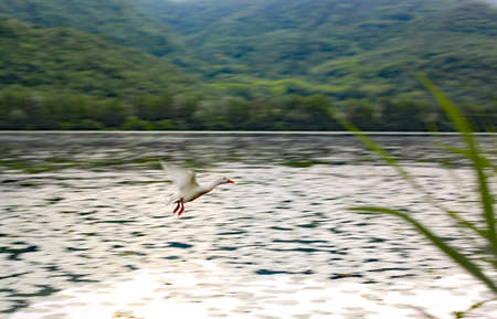 White goose flies over the pond during migration to the warmer placesの写真素材