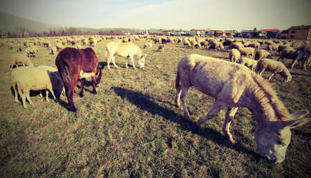 many donkeys grazing with flock of sheep photographed with a fisheye lensの写真素材