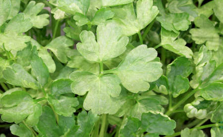 green parsley leaves an ideal herb for cooking delicious dishesの写真素材