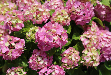 purple hydrangea flower blossomed in a city park in early spring
