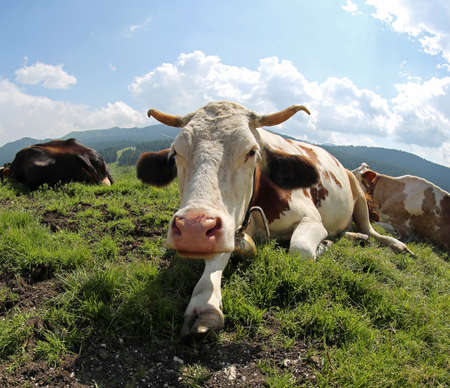 big cow with horns in the meadown in summerの写真素材