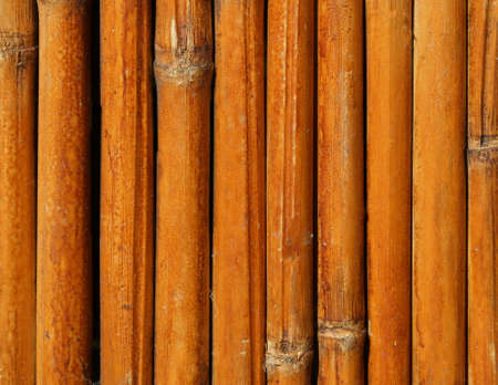 background of dried bamboo reedsの写真素材