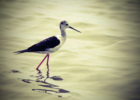 bird called Black-winged stilt with a long beak in the marshy water and vintage effectの写真素材