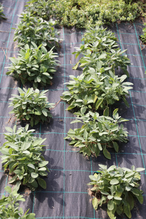 Sage plants in a botanical garden along with other aromatic herbs