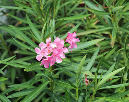 freshly blossomed oleander flower and the green leaves as a background