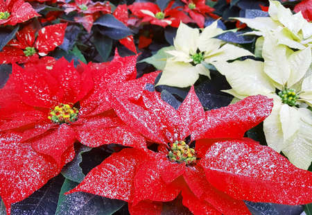 red and white leaves of poinsettia plant with glitterの写真素材