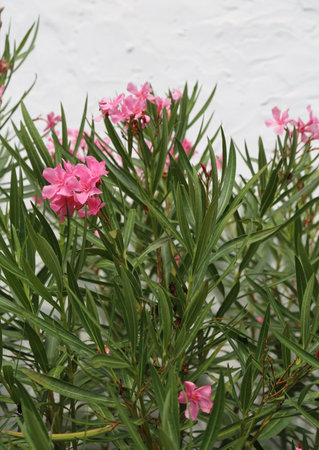 oleander plant with pink flowers in spring