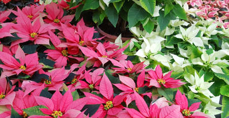 background of poinsettia foliage the typical plant of Christmasの写真素材