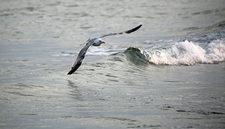 white seagull free flight over the rough sea