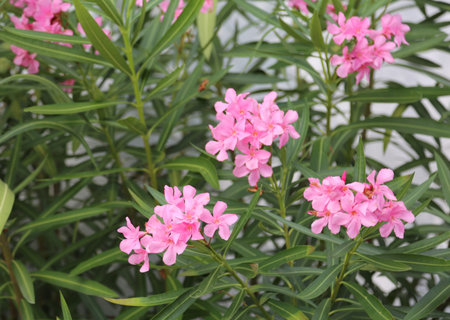 Pink oleanders Flowers many green leaves in the mediterranean area