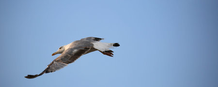single seagull of Laridae Family Bird with big wings flying lonely in the blue sky