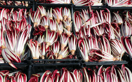 boxes of red radicchio grown in the Po Valley in Italy called Radicchio Tardivoの写真素材