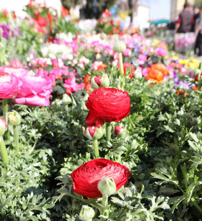 red roses and more flowers n spring for sale at alfresco florist shopの写真素材