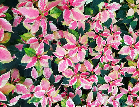background of many leaves of Poinsettia plantの写真素材