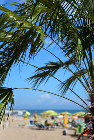 palm tree on the beach of a tourist village in a Caribbean countryの写真素材