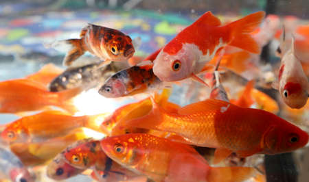 many fish swim in a small aquarium in a pet shopの写真素材
