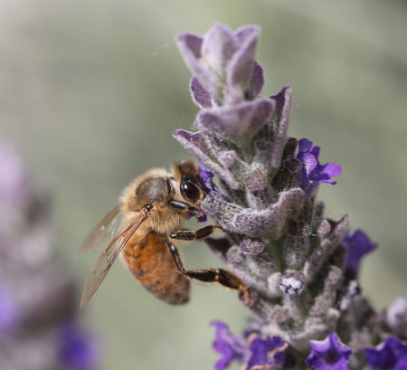 big bee sucks a flower of lavender