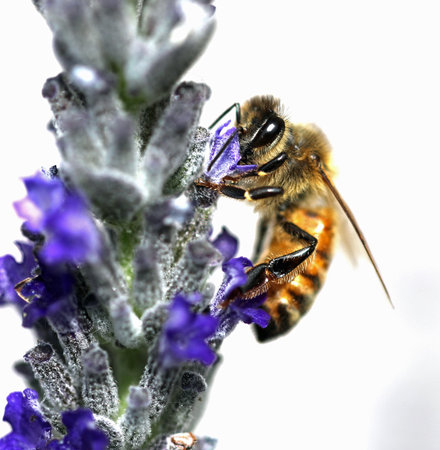 big bee sucks a lavender flower