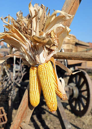 yellow dried ripe panicles with corn seeds tied to the old farm wagon in this rural settingの写真素材
