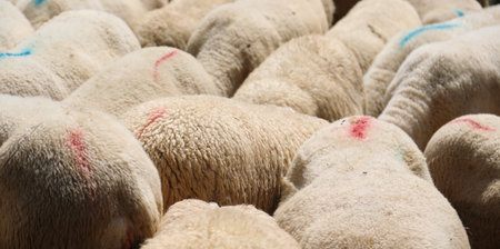 background of many sheep with wool