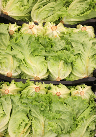 full boxes of green fresh lettuce for sale at market