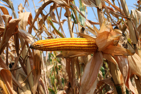 yellow ripe corn cob and yellow seeds in summer