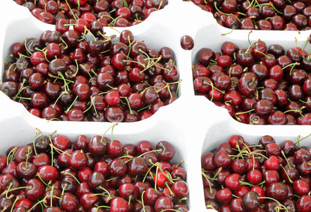 many trays full of red ripe cherries just harvested