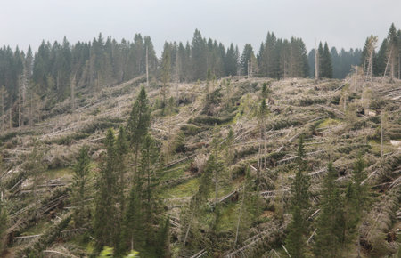 many fir demolished by wind in Italy