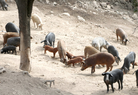outdoors pigsty with many pigs and pigletsの写真素材