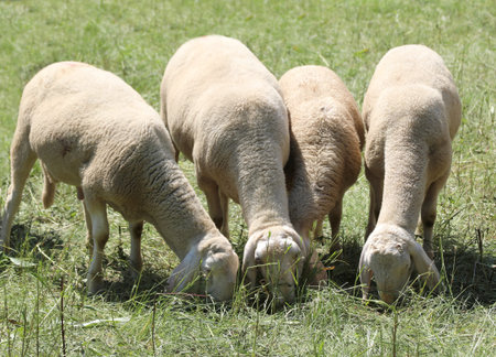 four woolly sheep graze in a mountain pasture in summer