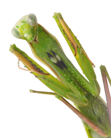 green praying mantis also called Mantis Religiosa by macro lens