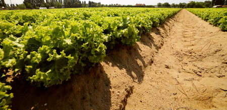 field of lettuce grown in a very fertile sandy soil of the plainの写真素材