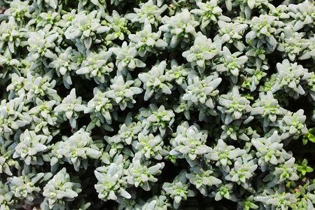 background with small fragrant thyme leaves a herb much appreciated for the preparation of tasty...