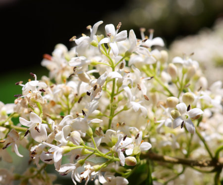 small white flowers of plant called PRIVET used as a hedge in many gardens