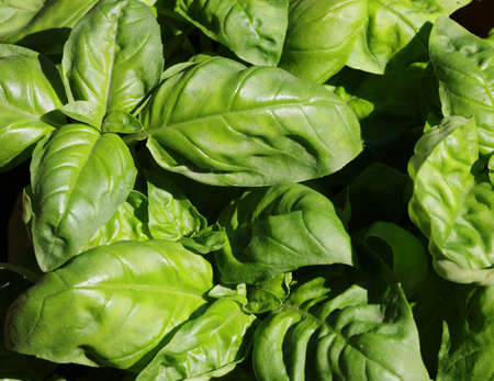 many green leaves of fresh BASIL in the pot in the Mediterranean Countryの写真素材